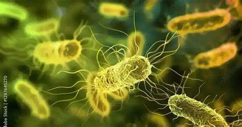 Salmonella infection .